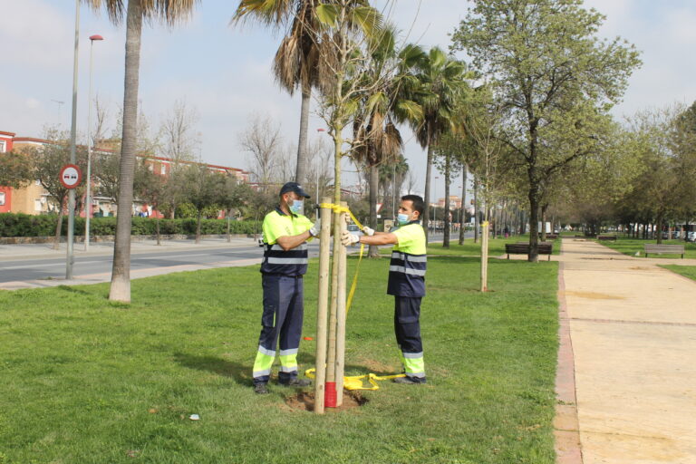 Plantaciones202021