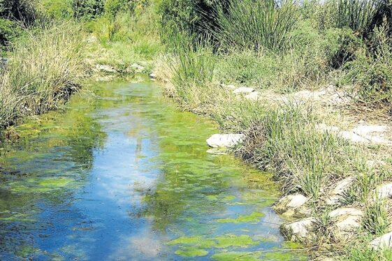 biodiversidad_pinoso